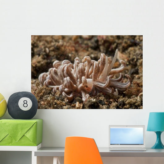 Solar-powered Nudibranch North Sulawesi Wall Decal