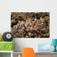 Solar-powered Nudibranch North Sulawesi Wall Decal