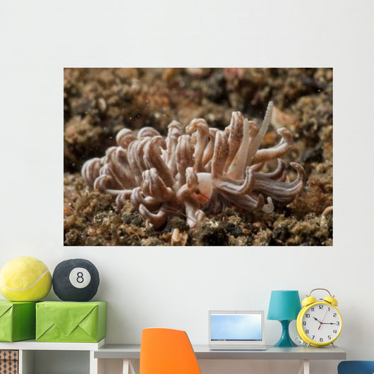 Solar-powered Nudibranch North Sulawesi Wall Decal