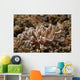 Solar-powered Nudibranch North Sulawesi Wall Decal