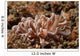Solar-powered Nudibranch North Sulawesi Wall Decal
