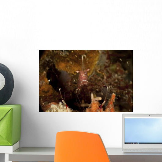 Shrimp with Legs and Wall Decal