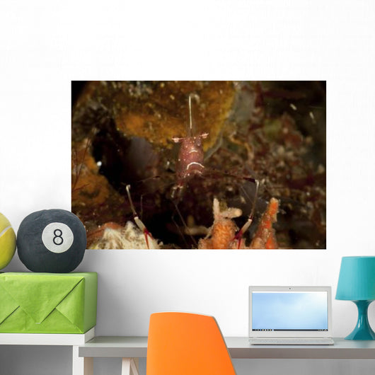 Shrimp with Legs and Wall Decal
