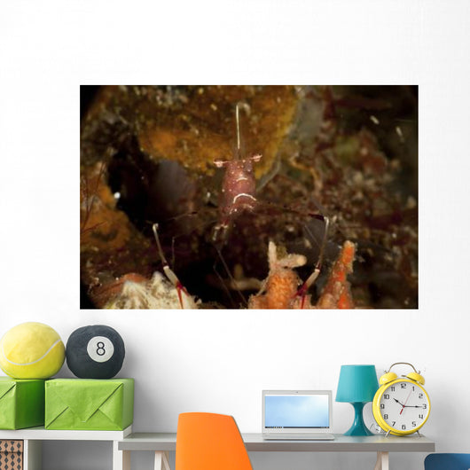 Shrimp with Legs and Wall Decal