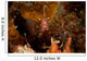 Shrimp with Legs and Wall Decal