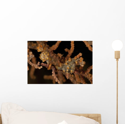 Pair Yellow Pygmy Seahorse Wall Decal