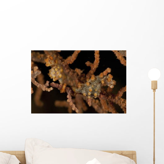 Pair Yellow Pygmy Seahorse Wall Decal
