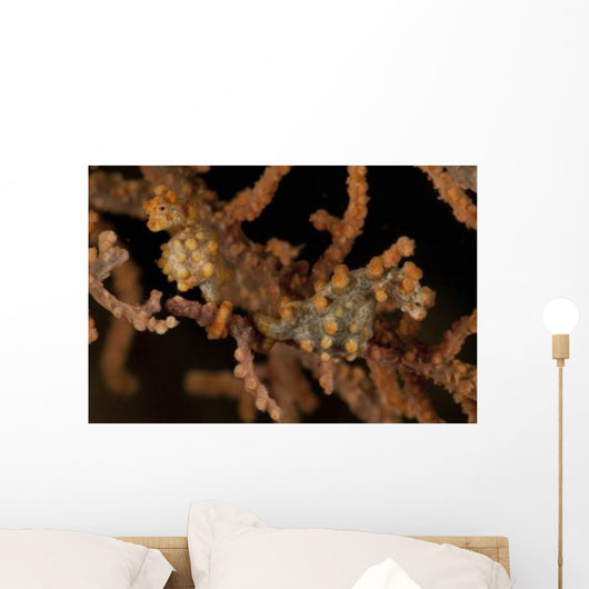 Pair Yellow Pygmy Seahorse Wall Decal