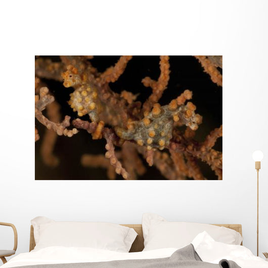 Pair Yellow Pygmy Seahorse Wall Decal