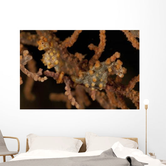 Pair Yellow Pygmy Seahorse Wall Decal