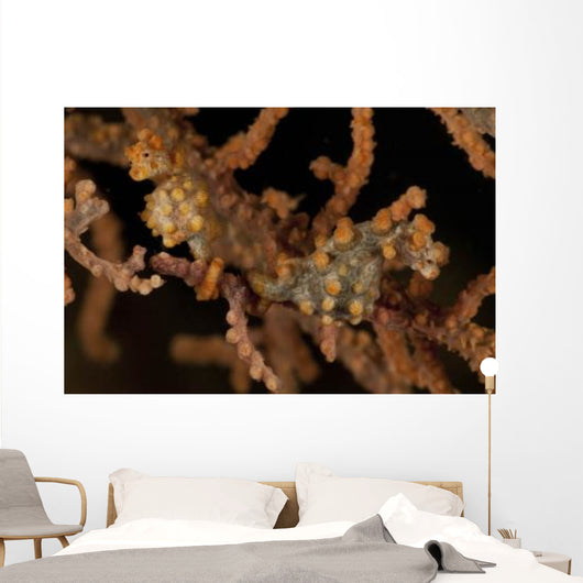 Pair Yellow Pygmy Seahorse Wall Decal
