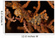 Pair Yellow Pygmy Seahorse Wall Decal