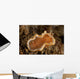Orange and White Glossodoris Wall Decal