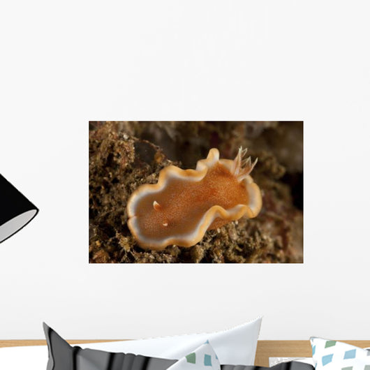 Orange and White Glossodoris Wall Decal