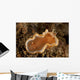 Orange and White Glossodoris Wall Decal