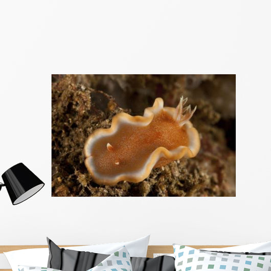 Orange and White Glossodoris Wall Decal