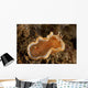 Orange and White Glossodoris Wall Decal