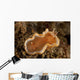 Orange and White Glossodoris Wall Decal