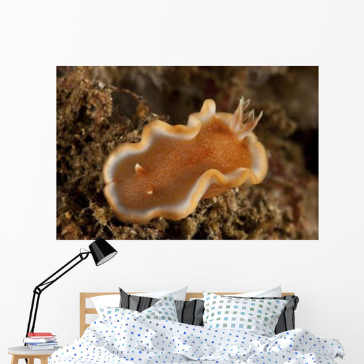 Orange and White Glossodoris Wall Decal