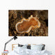 Orange and White Glossodoris Wall Decal