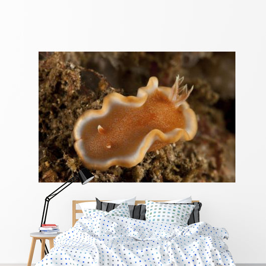 Orange and White Glossodoris Wall Decal