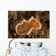 Orange and White Glossodoris Wall Decal