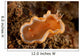 Orange and White Glossodoris Wall Decal