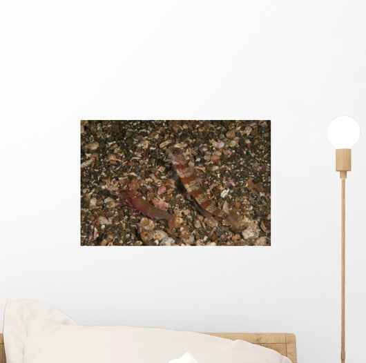 Striated Goby and Blind Wall Decal
