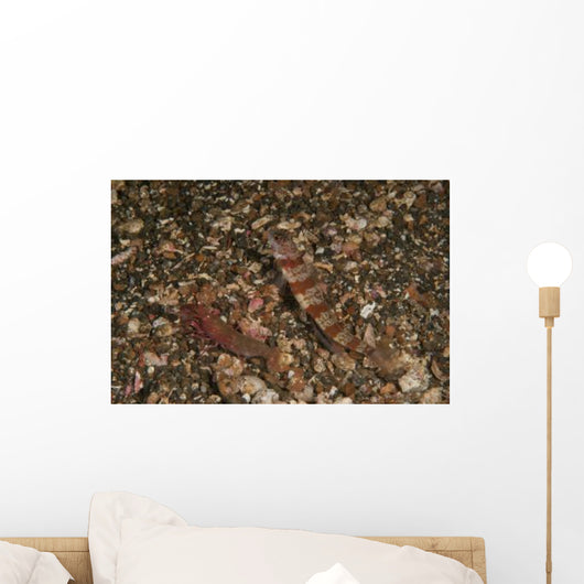Striated Goby and Blind Wall Decal