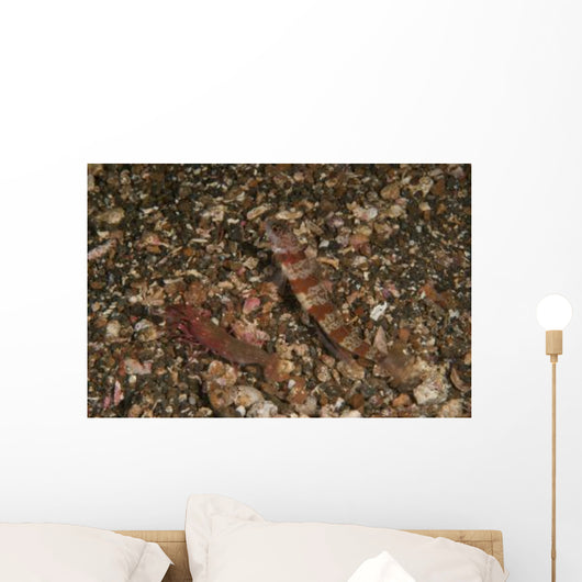 Striated Goby and Blind Wall Decal