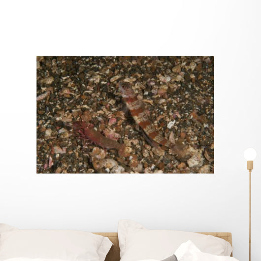 Striated Goby and Blind Wall Decal
