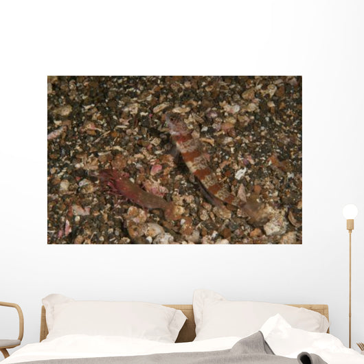 Striated Goby and Blind Wall Decal