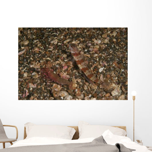Striated Goby and Blind Wall Decal