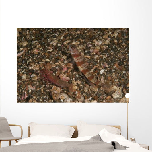 Striated Goby and Blind Wall Decal