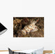 Chromodoris Kunei Nudibranch Carrying Wall Decal