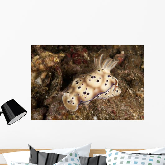 Chromodoris Kunei Nudibranch Carrying Wall Decal