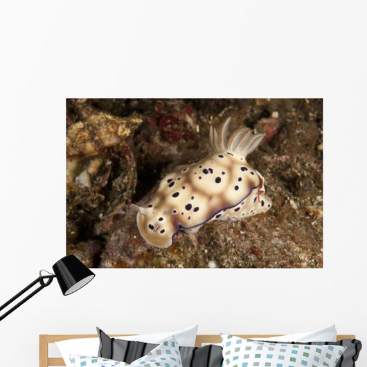 Chromodoris Kunei Nudibranch Carrying Wall Decal