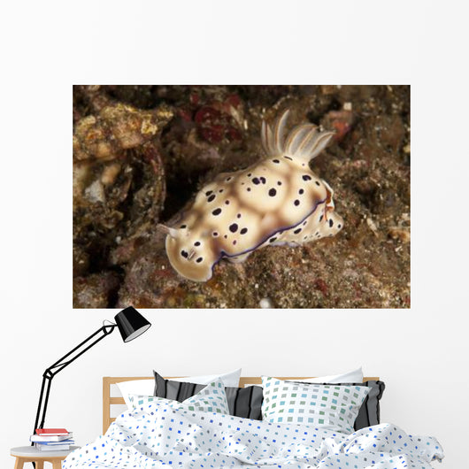 Chromodoris Kunei Nudibranch Carrying Wall Decal