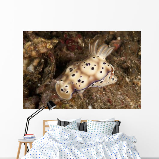 Chromodoris Kunei Nudibranch Carrying Wall Decal