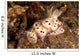 Chromodoris Kunei Nudibranch Carrying Wall Decal