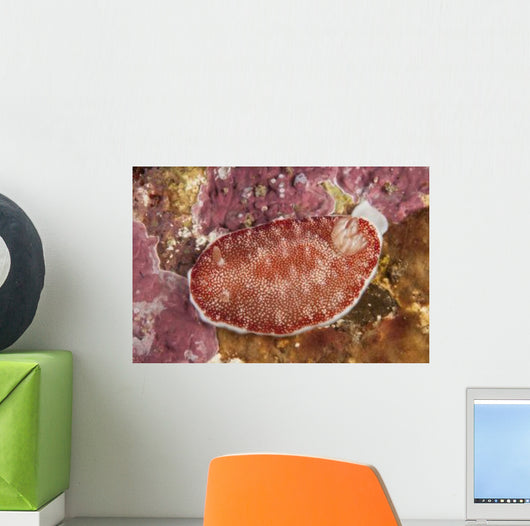 Red and White Chromodoris Wall Decal