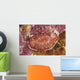 Red and White Chromodoris Wall Decal