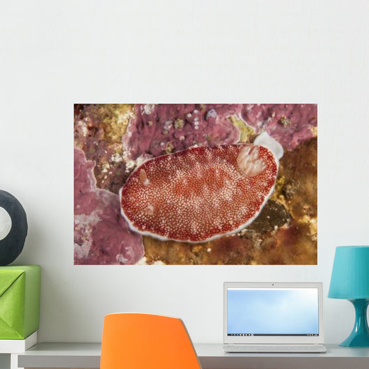 Red and White Chromodoris Wall Decal