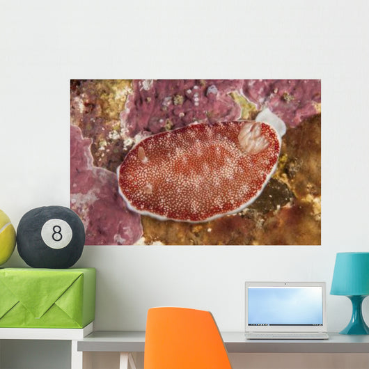 Red and White Chromodoris Wall Decal