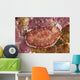 Red and White Chromodoris Wall Decal