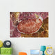 Red and White Chromodoris Wall Decal