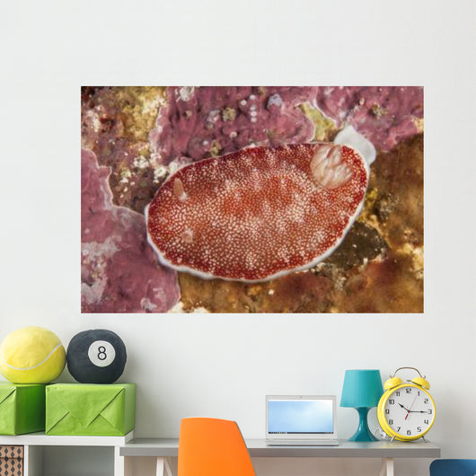 Red and White Chromodoris Wall Decal