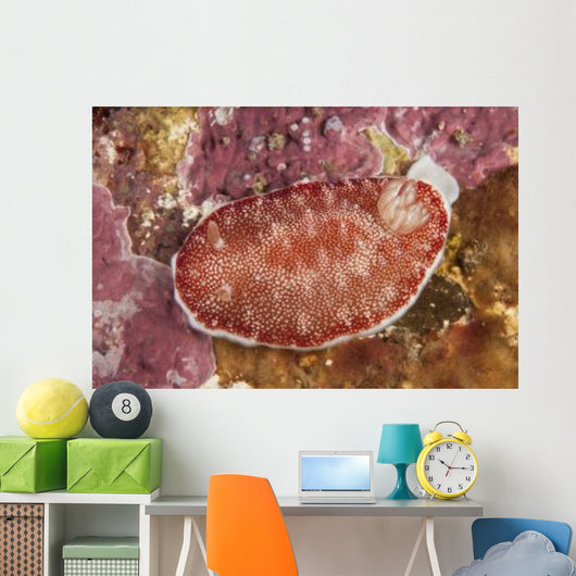 Red and White Chromodoris Wall Decal