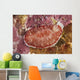 Red and White Chromodoris Wall Decal