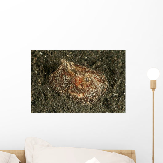 Sea Hare with Extended Wall Decal